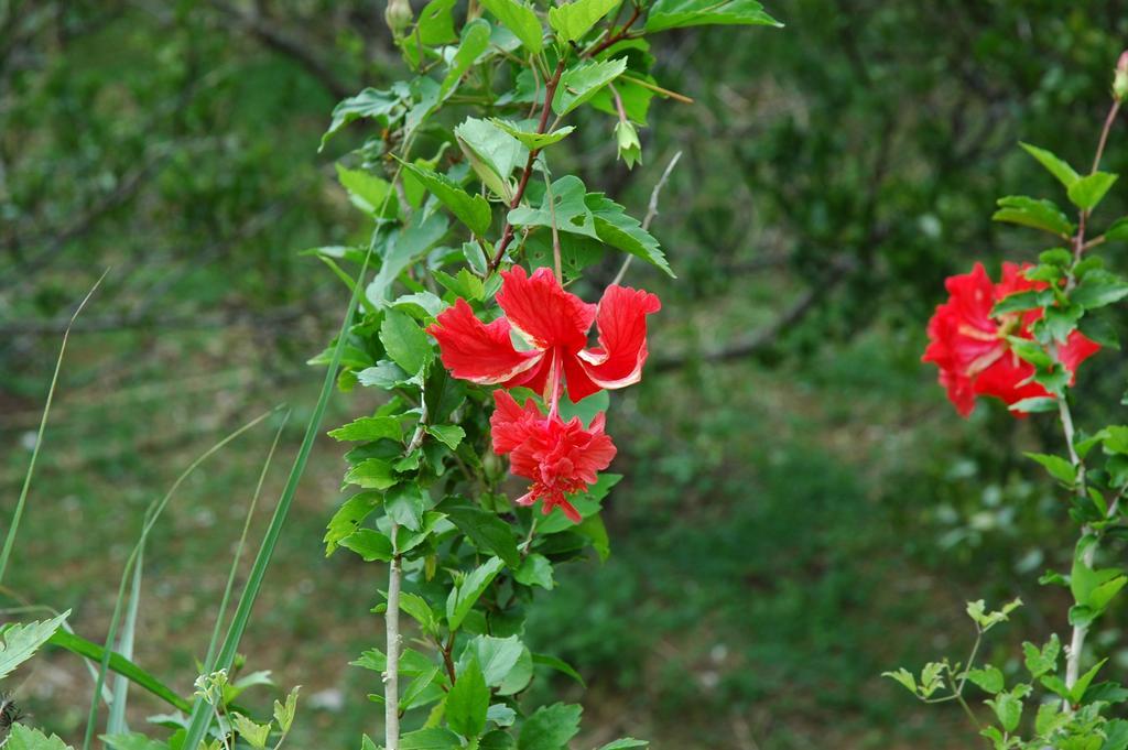 Yukurinaresort Okinawa Garden House Motobu Esterno foto